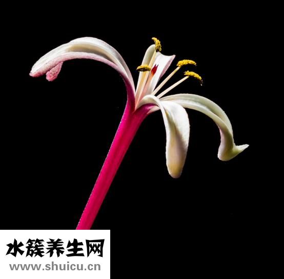 夏天开的花有哪些