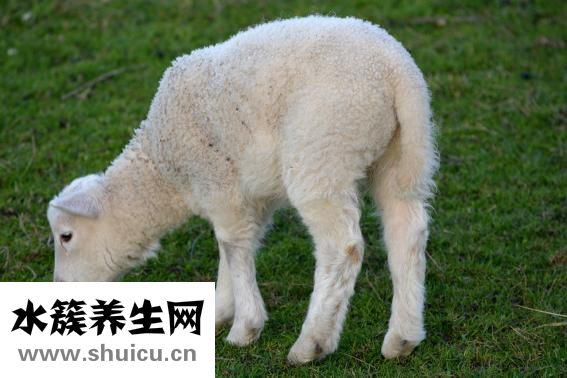 年糕怎么做