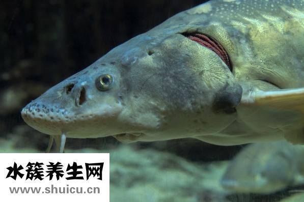 小鱼缸适合养什么鱼