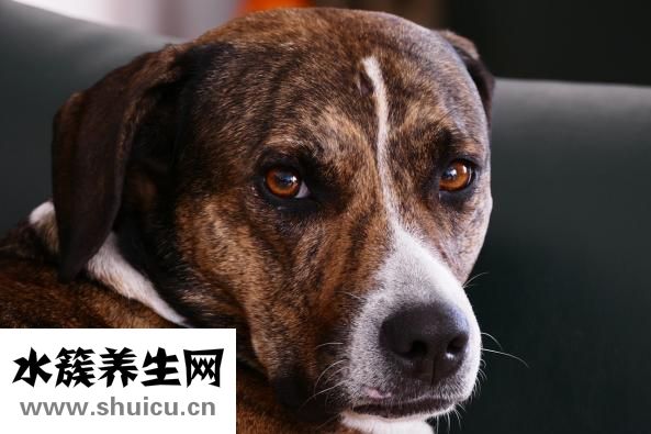 为什么鼻子上长痘痘
