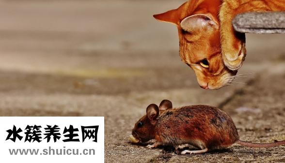 上吐下泻是怎么回事