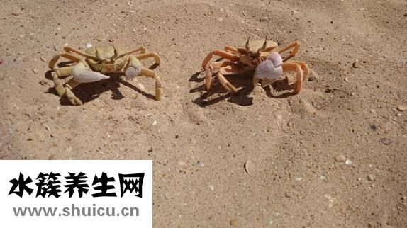 大虾怎么做