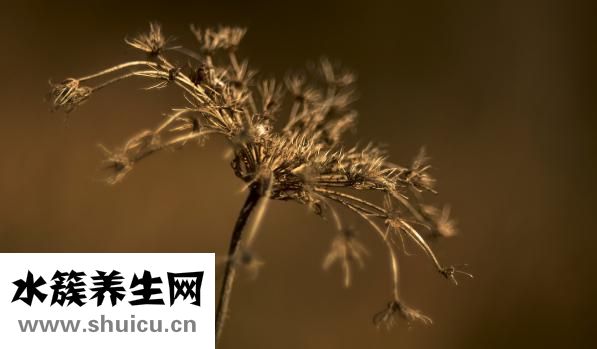 七月开什么花