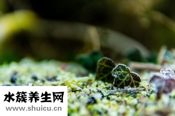 国籍怎么填