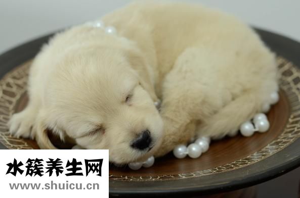 夏天开的花有哪些