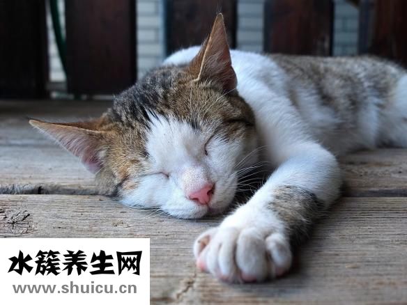 什么时候入伏