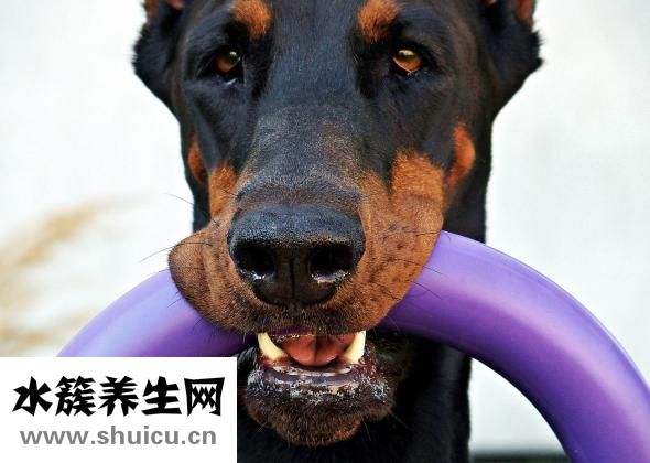 为什么鼻子上长痘痘