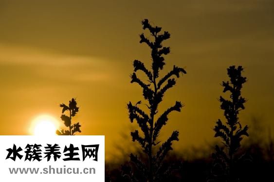 如何腌制咸鸭蛋