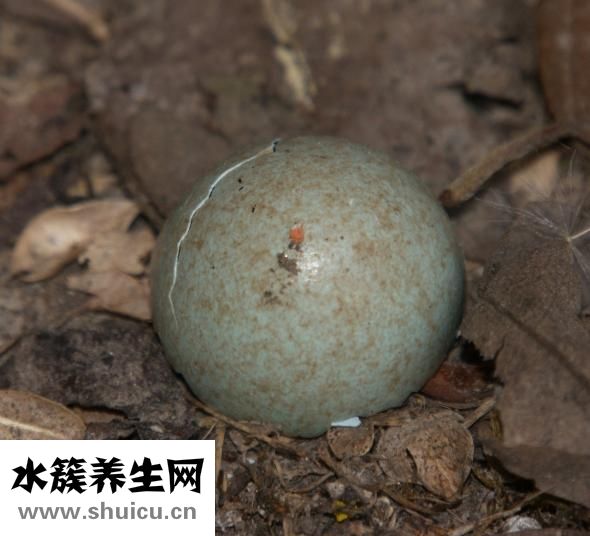 在家做什么挣钱