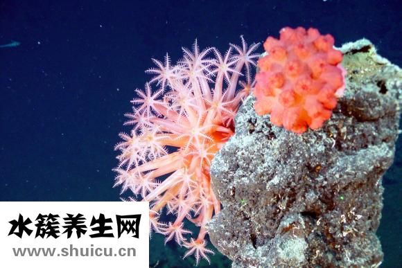 吃什么生发