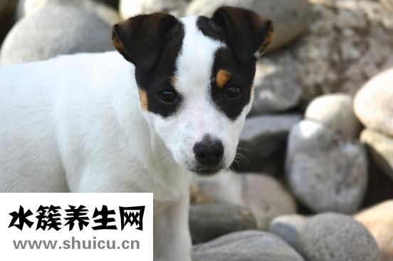 为什么鼻子上长痘痘