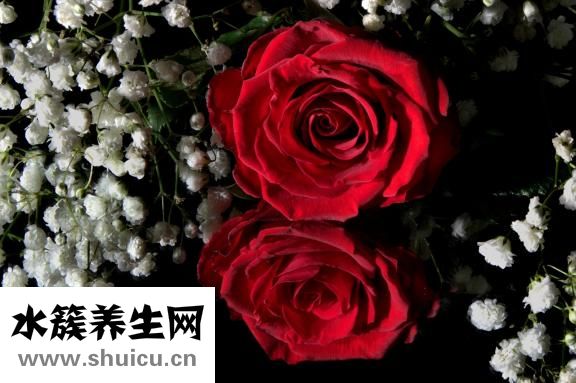 刺身是什么