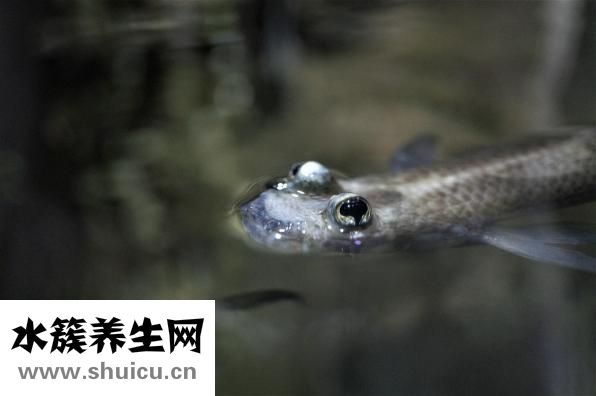 面部皮肤也可能产生法令纹（面部风水法令纹顺口溜）