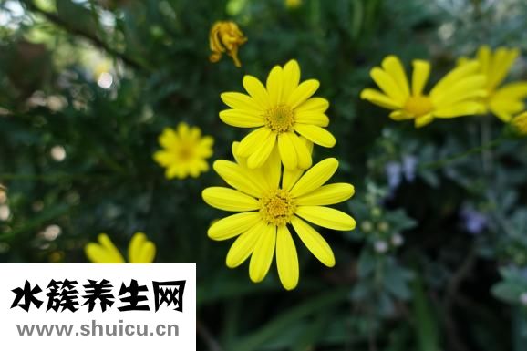 小黄花鱼怎么做好吃