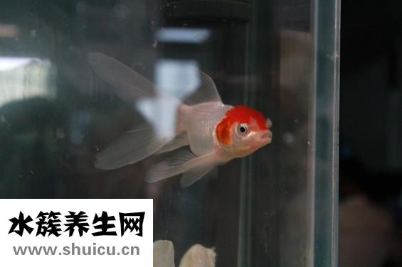 小鱼缸适合养什么鱼