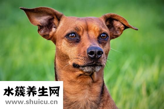 挖墙脚是什么意思