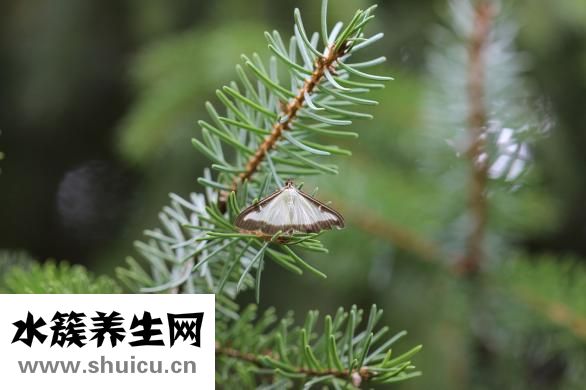 吗咖是什么