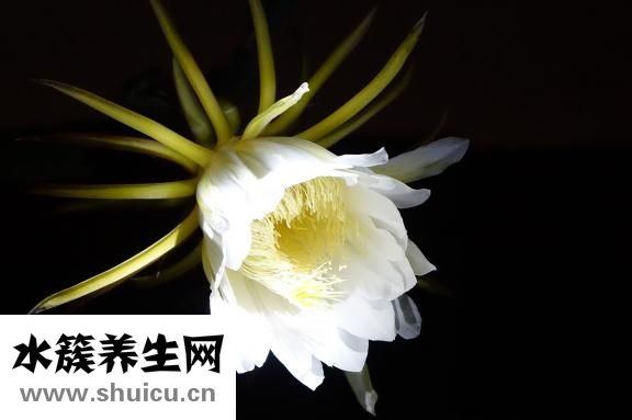 奇异果怎么吃