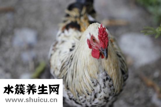 公鸡为什么打鸣