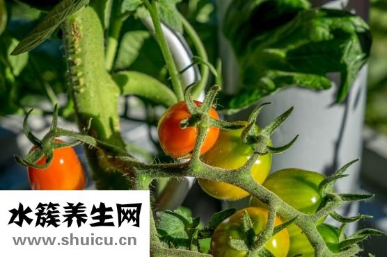 吃什么补铁