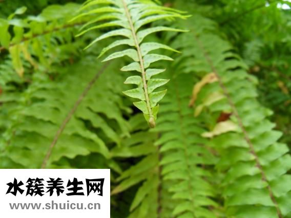 卫生棉条怎么用