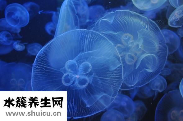如何美白祛斑