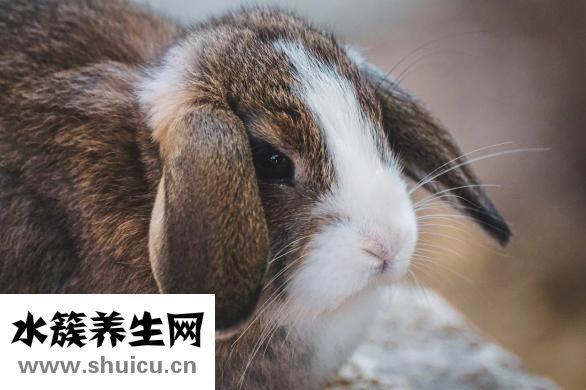 宠物兔子怎么养