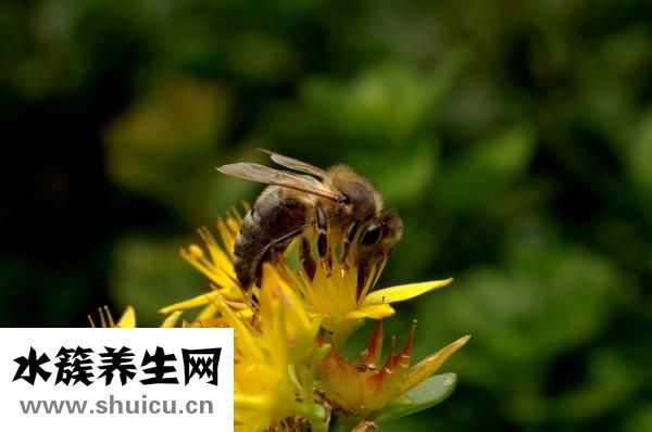 口腔溃疡怎么治
