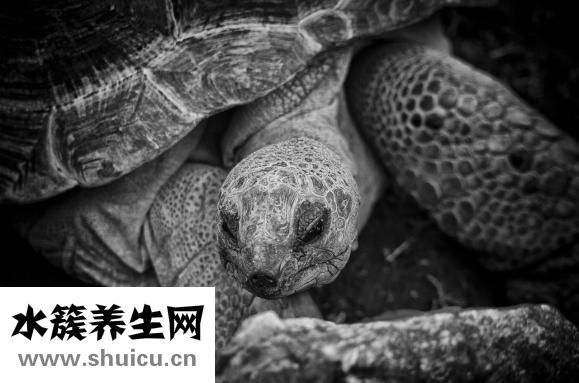 乌龟吃什么