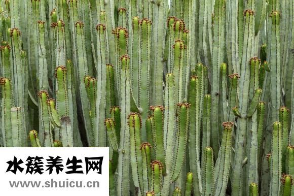 仙人掌怎么养