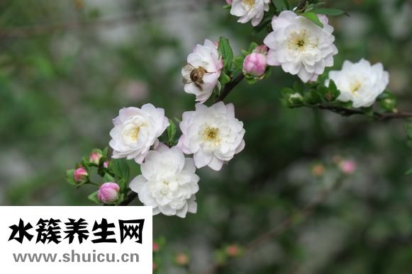 怎么选西瓜