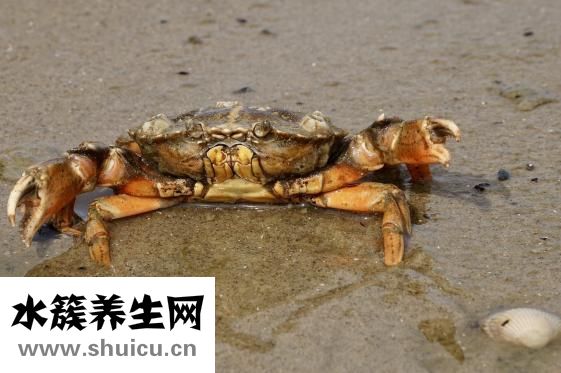 小龙虾怎么吃