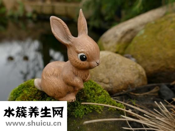 宠物兔子怎么养