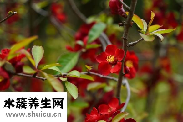 怎么去雀斑