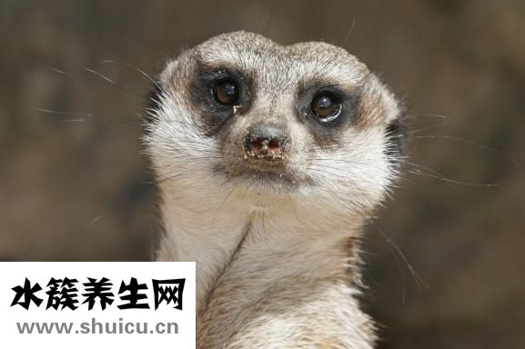 冷血动物有哪些