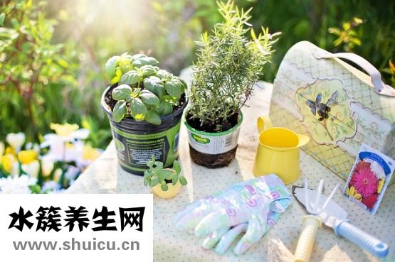 吃什么东西补肾