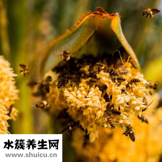 口腔溃疡怎么治