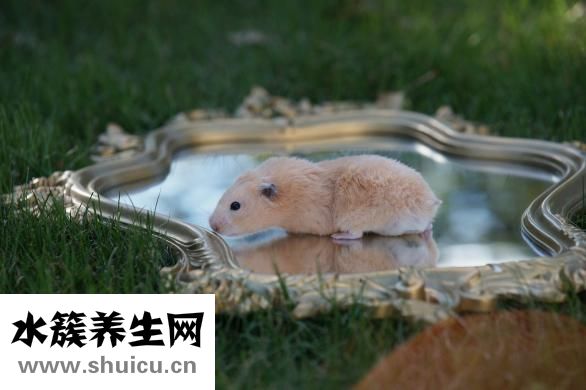 仓鼠怎么养
