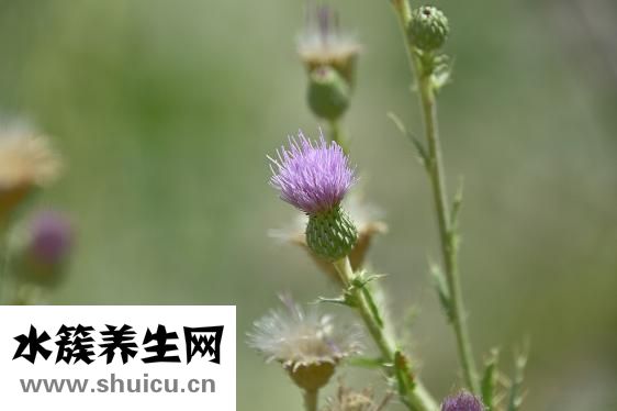发的食物有哪些