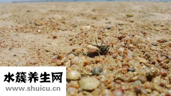 怎么吃螃蟹