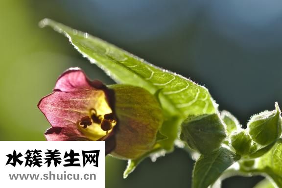 吃什么药治急性肠炎？中药方剂好？