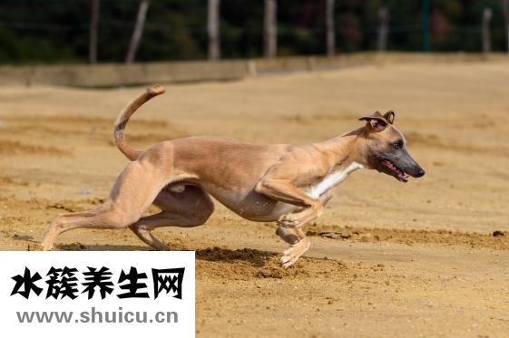 中暑了怎么办