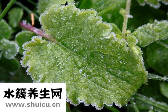 扶她是什么意思