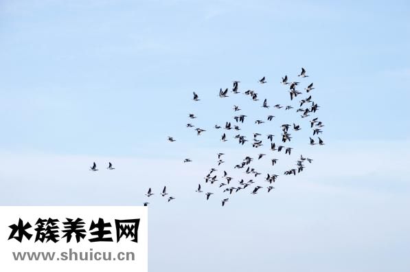 如何锻炼腹肌