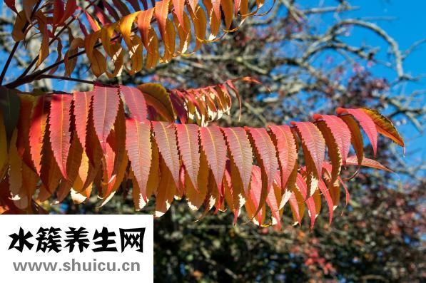 属木的字有哪些
