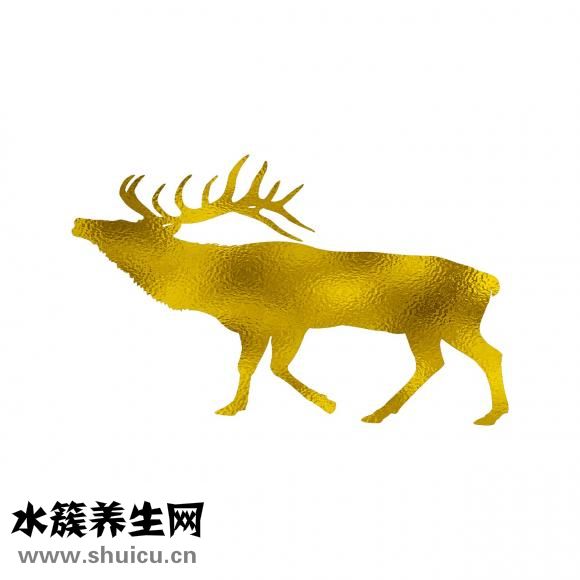 宠物怎么托运