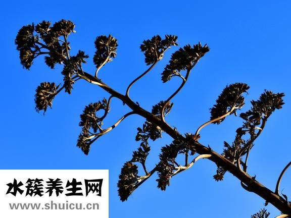 优点有哪些