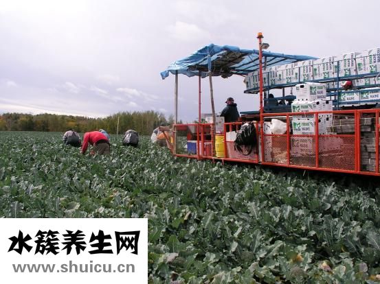 怎么去黑头