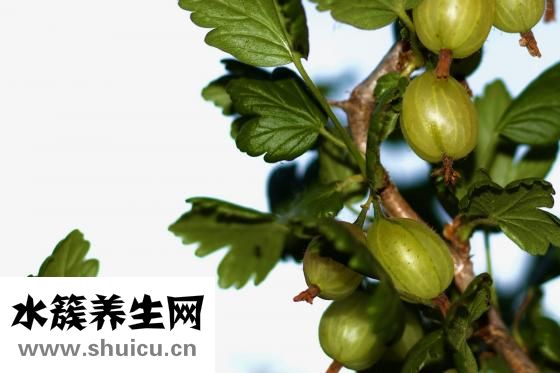 孕妇吃什么水果好