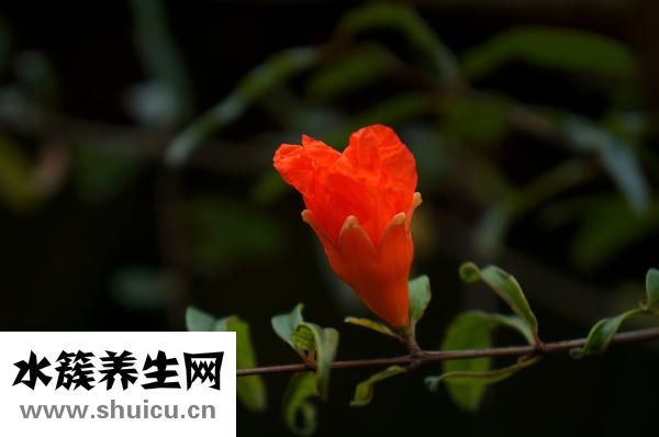 吃石榴有什么好处
